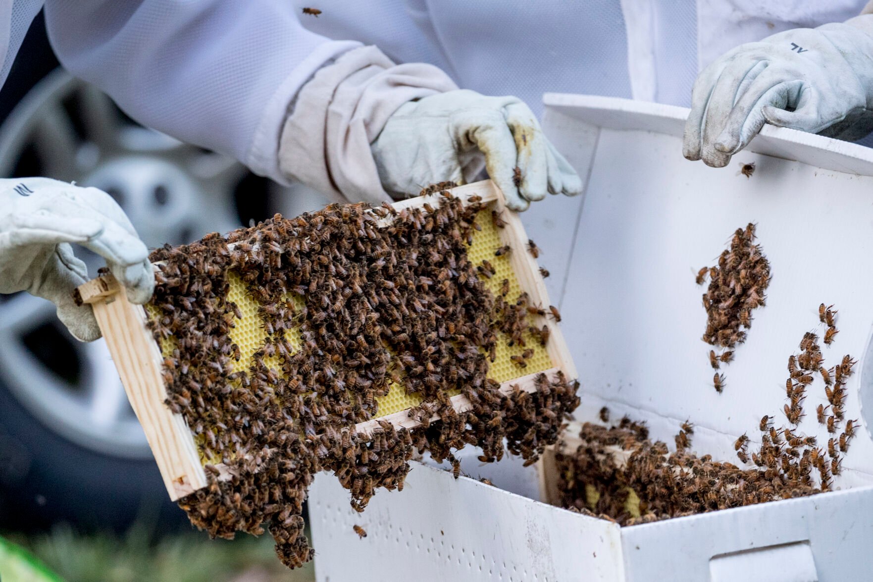 Virus Outbreak Washington Beekeepers